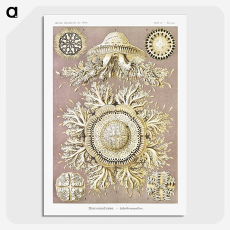 1-8_Ernst-Haeckel_picture-crop