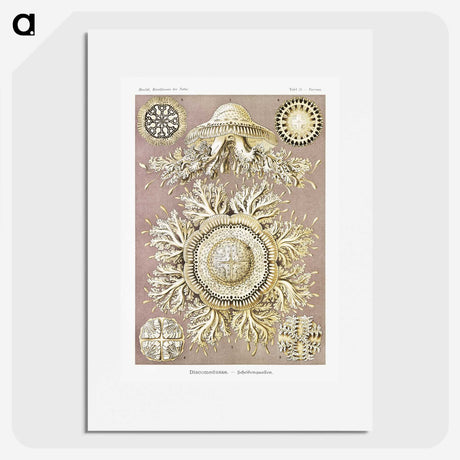 1-8_Ernst-Haeckel_picture