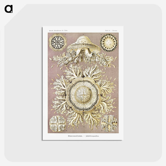 1-8_Ernst-Haeckel_postcard