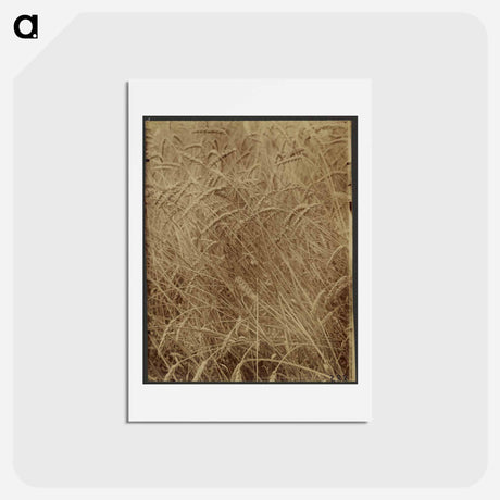 アートポストカード-Blés
 - ウジェーヌ アジェ Postcard.