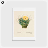 アートポストカード-Agave Cactus
 - サボテン科 Postcard.