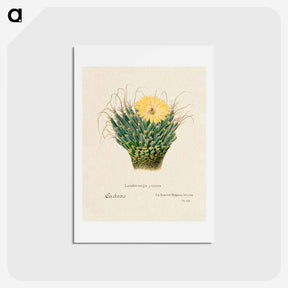 アートポストカード-Agave Cactus
 - サボテン科 Postcard.