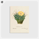 アートポストカード-Agave Cactus
 - サボテン科 Postcard.