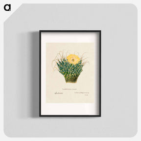 アートポスター-Agave Cactus
 - サボテン科 Poster.