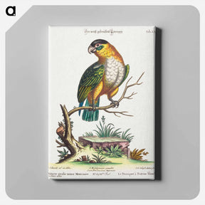 アートパネル-Psittacus viridis minor Mexicanus
 - ジョージ エドワーズ Canvas.