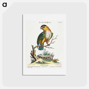 アートポストカード-Psittacus viridis minor Mexicanus
 - ジョージ エドワーズ Postcard.