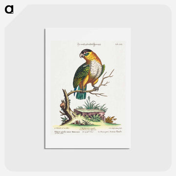 Psittacus viridis minor Mexicanus
 - ジョージ エドワーズ Postcard.