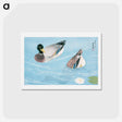 アートポストカード-Ducks
 - 橋口 五葉 Postcard.