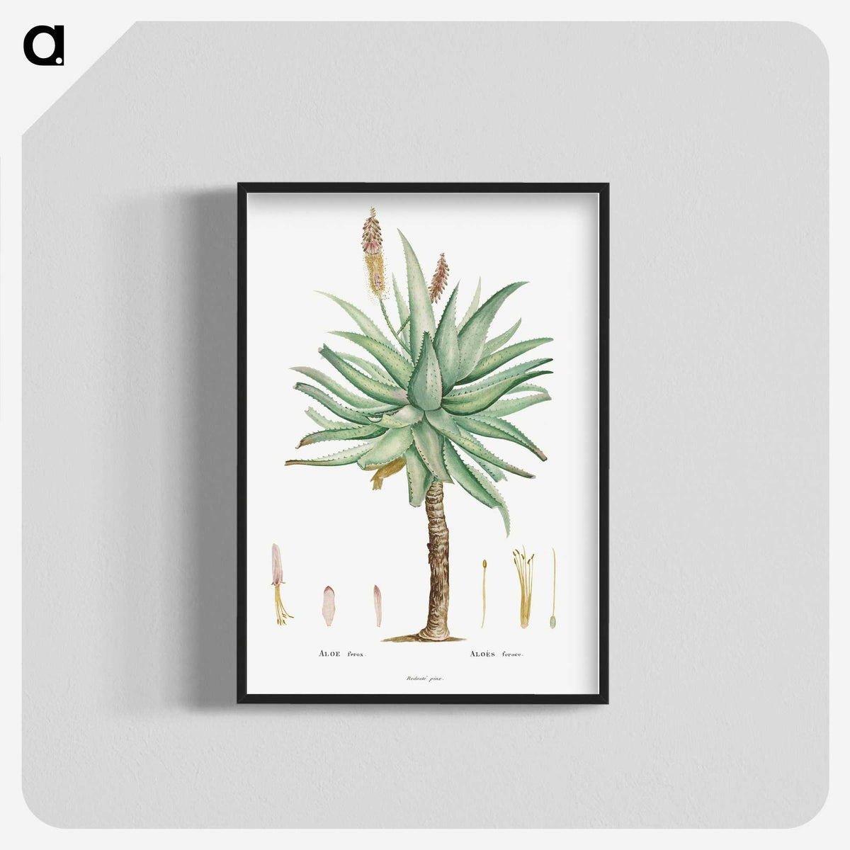 1-8_Histoire-des-Plantes-Grasses_blk-crop