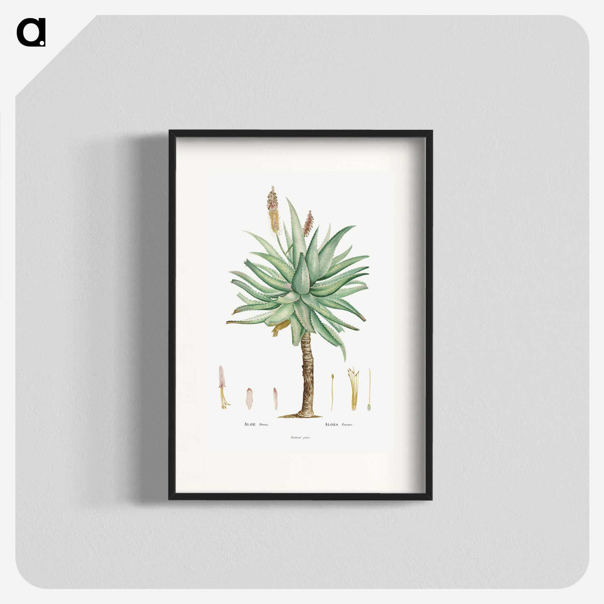 1-8_Histoire-des-Plantes-Grasses_blk