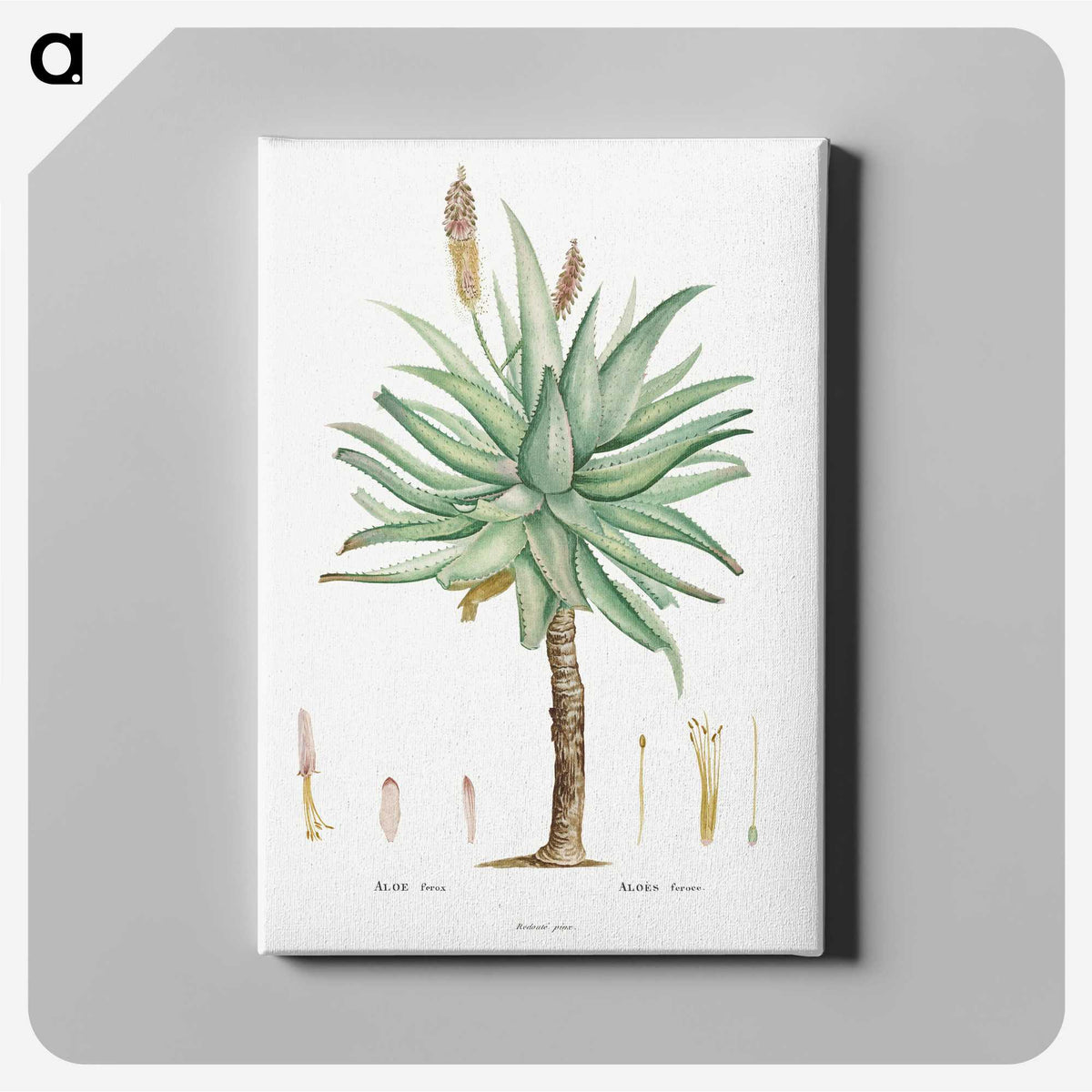 1-8_Histoire-des-Plantes-Grasses_canvas