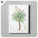 1-8_Histoire-des-Plantes-Grasses_canvas