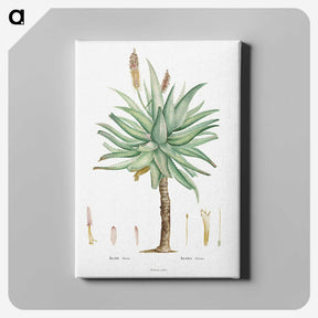1-8_Histoire-des-Plantes-Grasses_canvas