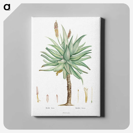 1-8_Histoire-des-Plantes-Grasses_canvas