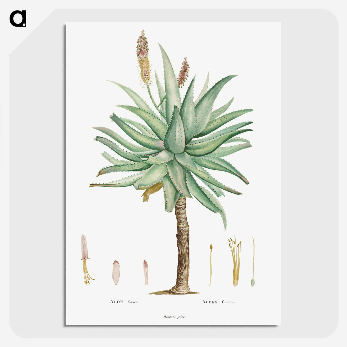 1-8_Histoire-des-Plantes-Grasses_picture-crop
