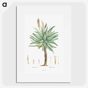 1-8_Histoire-des-Plantes-Grasses_picture