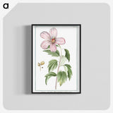 1-8_Hortus-Romanus-Botanical-Plates_blk-crop