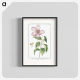 1-8_Hortus-Romanus-Botanical-Plates_blk