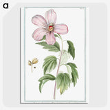 1-8_Hortus-Romanus-Botanical-Plates_picture-crop
