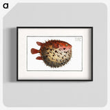 1-8_Ichtyologie-ou-Histoire-naturelle_blk