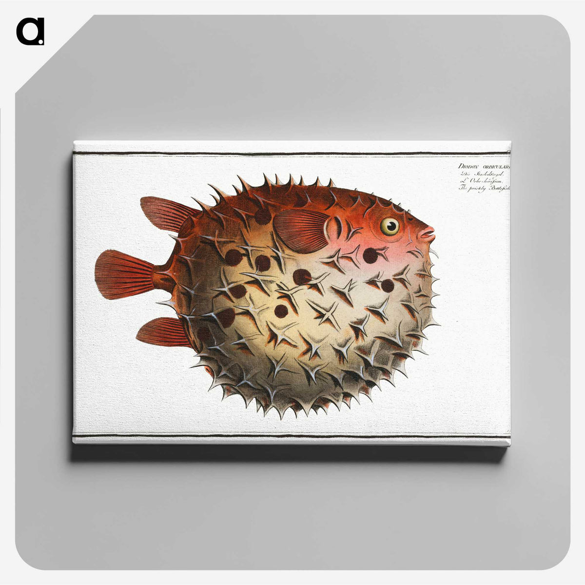 1-8_Ichtyologie-ou-Histoire-naturelle_canvas