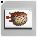 1-8_Ichtyologie-ou-Histoire-naturelle_canvas