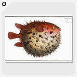 1-8_Ichtyologie-ou-Histoire-naturelle_picture-crop