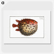 1-8_Ichtyologie-ou-Histoire-naturelle_picture