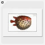 1-8_Ichtyologie-ou-Histoire-naturelle_picture