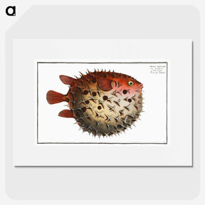 1-8_Ichtyologie-ou-Histoire-naturelle_picture