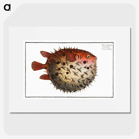 1-8_Ichtyologie-ou-Histoire-naturelle_picture
