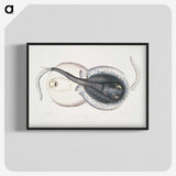 1-8_Indian-Zoology_blk-crop