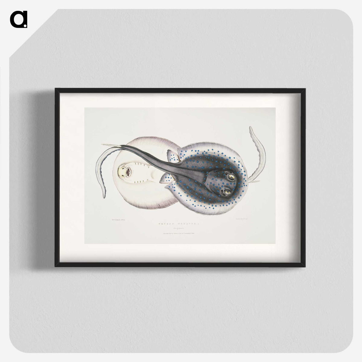 1-8_Indian-Zoology_blk
