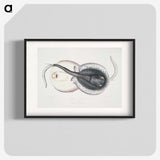 1-8_Indian-Zoology_blk