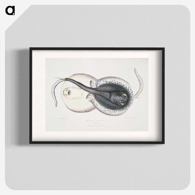 1-8_Indian-Zoology_blk