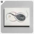 1-8_Indian-Zoology_canvas