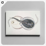 1-8_Indian-Zoology_canvas