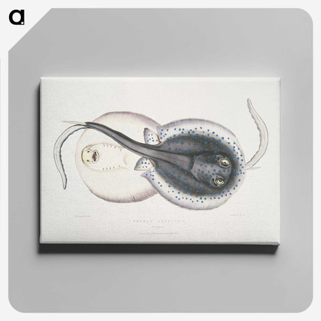 1-8_Indian-Zoology_canvas
