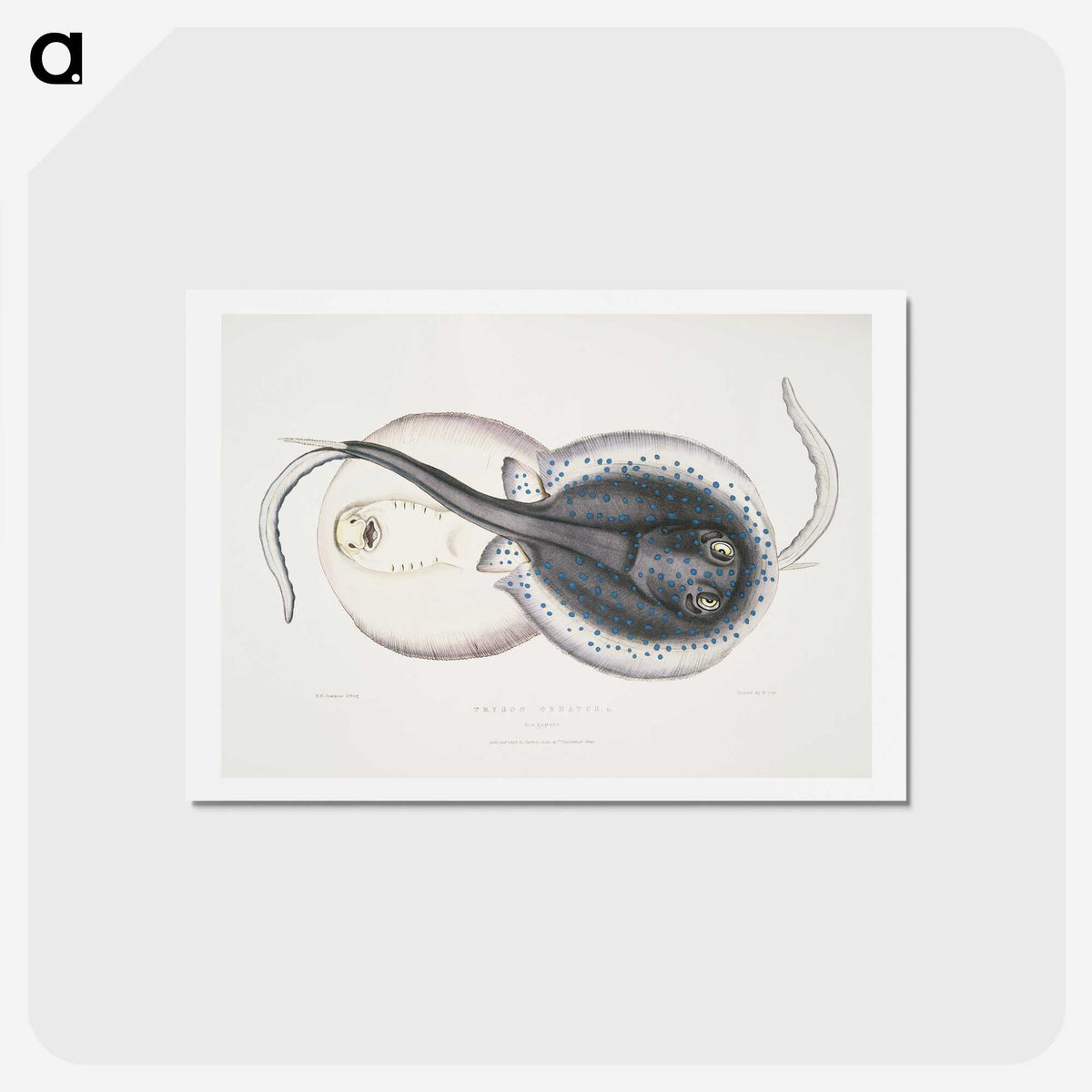1-8_Indian-Zoology_hagaki