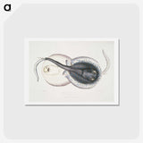 1-8_Indian-Zoology_hagaki