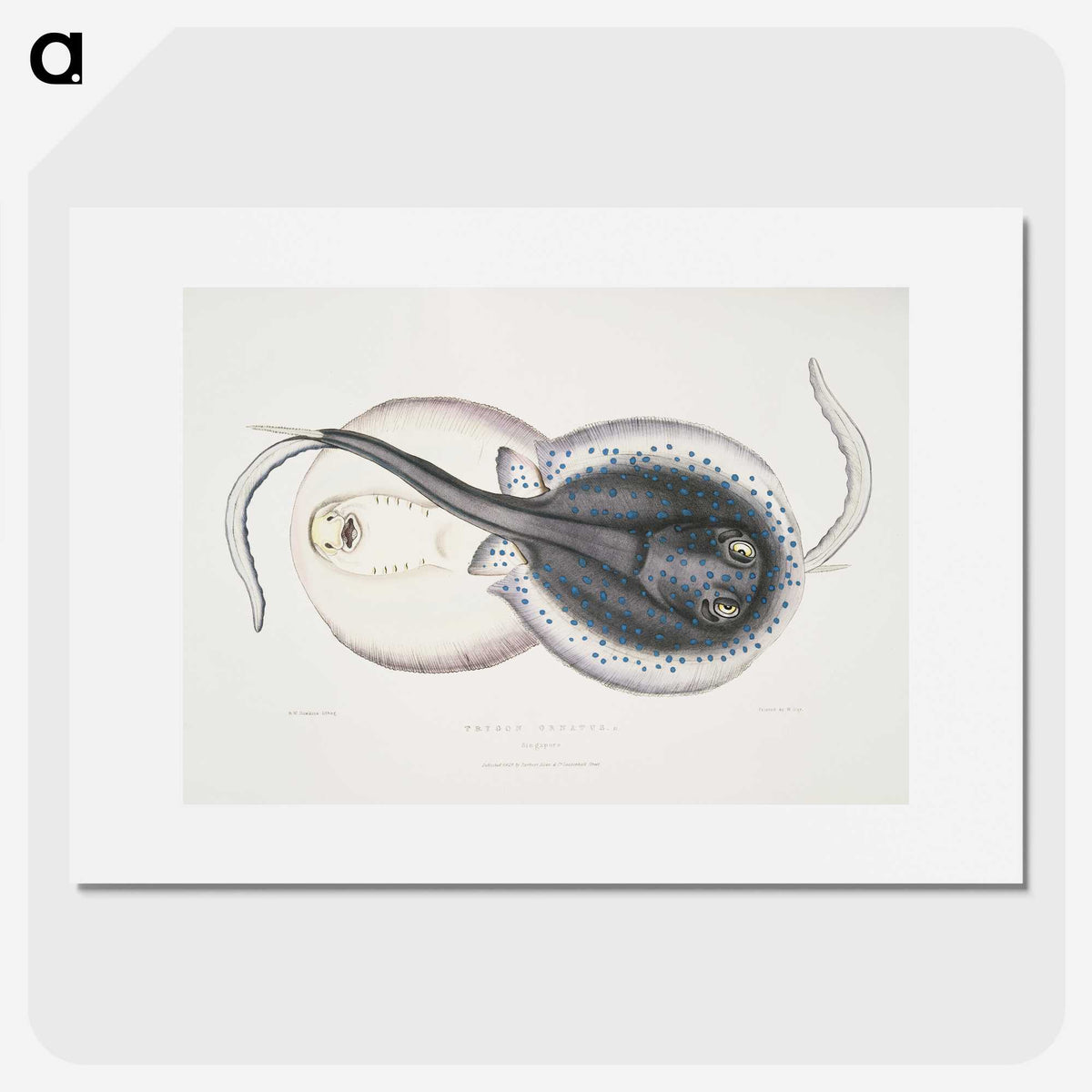 1-8_Indian-Zoology_picture