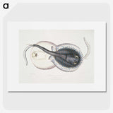 1-8_Indian-Zoology_picture