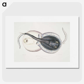 1-8_Indian-Zoology_picture