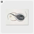 1-8_Indian-Zoology_postcard