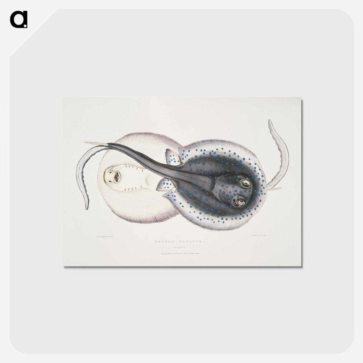 1-8_Indian-Zoology_postcard