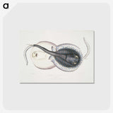 1-8_Indian-Zoology_postcard