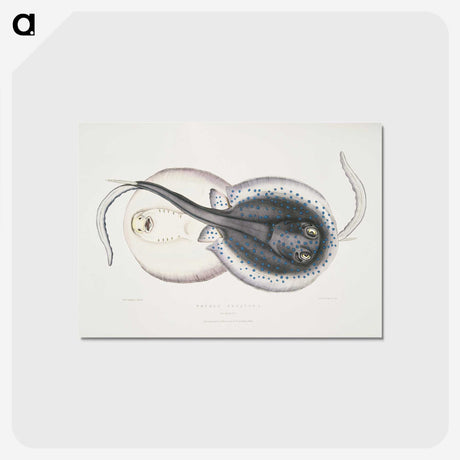 1-8_Indian-Zoology_postcard