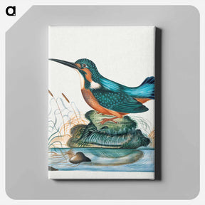 アートパネル-Common Kingfisher
 - ジェームズ ボルトン Canvas.