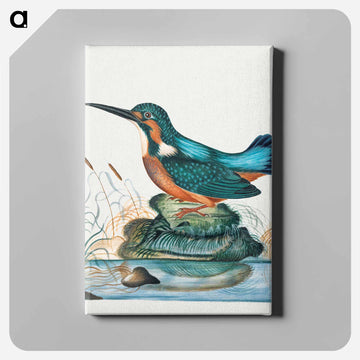 Common Kingfisher
 - ジェームズ ボルトン Canvas.