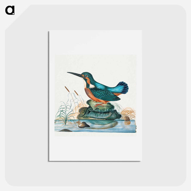 アートポストカード-Common Kingfisher
 - ジェームズ ボルトン Postcard.